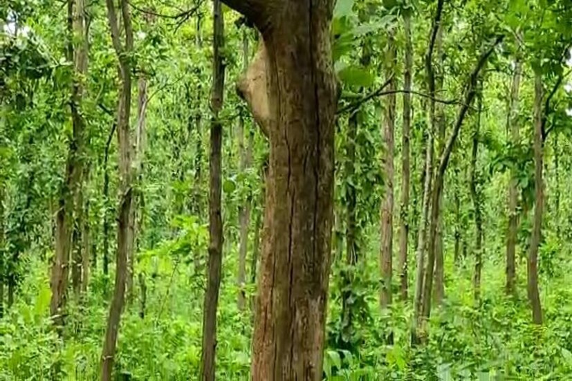 করোনা পরিস্থিতির জন্য এই সব দিন আনা দিন খাওয়া মানুষগুলিকে সংসার চালাতে এখন রীতিমতো হিমশিম খেতে হচ্ছে। তাই বর্ষাকালে বন থেকে পাওয়া মহুয়ার বীজ এখন তাদের সংসারে কিছুটা হলেও স্বস্তি দিচ্ছে। একটা একটা করে কুড়িয়ে আনা মহুয়ার বীজকে একত্রিত করে প্রথমে জলে ভিজিয়ে রাখা হয়। তারপর তার খোসা ছাড়ানো হয়। এরপর সেগুলিকে রোদে মেলে ভালো করে শুকানো হয়। 