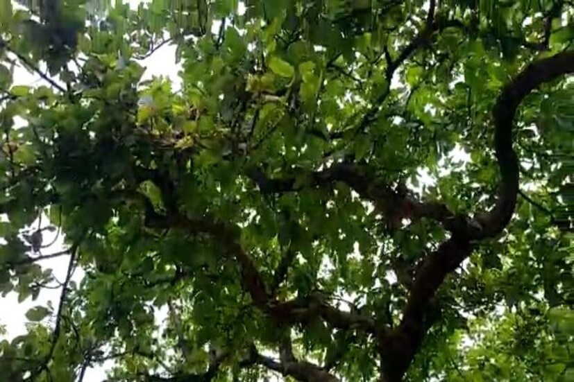 শাল পিয়াল মহুয়ার জঙ্গল ঘেরা আদিবাসী অধ্যুষিত এলাকা আউশগ্রাম। আর এই বিপুল সবুজ বনানীকে কেন্দ্র করেই রুজিরুটি নির্ভর করে এখানকার আদিবাসীদের। বন থেকে শাল পাতা, বেনা কাঠি, খেঁজুর পাতা সহ আরও নানান সামগ্রী তুলে এনে তাঁদের হাতের নিখুঁত কাজ দিয়ে শিল্পস্বত্তা ফুটিয়ে তোলেন ওঁরা। হাতেই তৈরি শাল পাতার থালা, বেনা ও খেঁজুর পাতার ঝাঁটা সহ ঘর সাজানোর রকমারি জিনিস বিক্রি করে টেনেটুনে সংসার ছলে এখানকার মানুষের। 