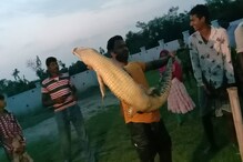 কুম্ভীরবিভ্রাট! নামখানার গ্রামে কুমির ঘুরে বেড়াতে দেখে আতঙ্কিত গ্রামবাসীরা কুম্ভীরবিভ্রাট! নামখানার গ্রামে কুমির ঘুরে বেড়াতে দেখে আতঙ্কিত গ্রামবাসীরা