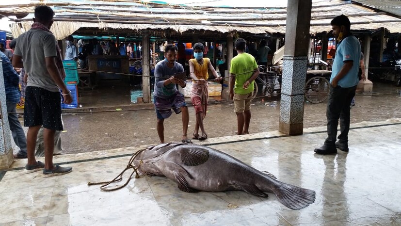 • প্রায় ১৫০ কেজি ওজনের বিশাল আকৃতির সামুদ্রিক কই মাছটি বিক্রি হল ৩৫ হাজার টাকায়। ওড়িশার পারাদ্বীপের এক মৎস্যজীবির জালে ধরা পড়ে কই ভোলাটি। 