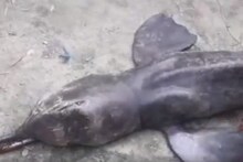 নদীতে জালে ধরা পড়ল বিরল প্রজাতির ডলফিন