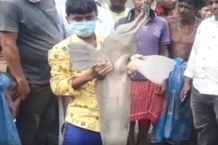 •জালে জড়িয়ে ছিল ডলফিনটি। ডলফিনটি দেখে বনবিভাগ ও কুলতলি থানায় খবর দেওয়া হয়। 
