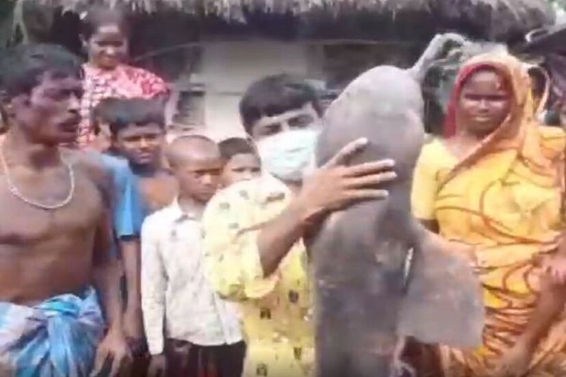 •মনে করা হচ্ছে, ইয়াসের পর জলস্ফীতির কারণ স্থানীয় এই নদীতে ভেসে চলে আসে বিরল প্রজাতির ডলফিনটি।  সেখানেই জেলেদের জালে আটকে যায়। 