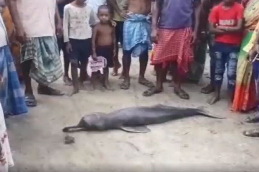 •স্থানীয় মৎস্যজীবীর জালে ধরা পড়ল বিরল প্রজাতির ডলফিন। দক্ষিণ ২৪ পরগনার কুলতলী ব্লকের কুন্দখালি গ্রামের ঘটনা৷ 