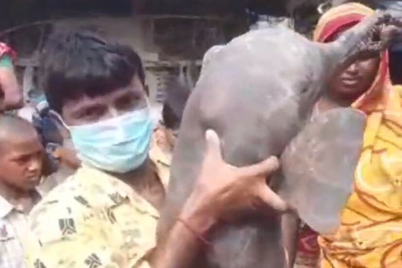 •ডলফিনটির মুখে ইলিশ ধরার জাল জড়িয়ে থাকায়, দীর্ঘ দিন ধরে না খেতে পেয়ে অনাহারে মৃত্যু হয়ে থাকতে পারে বলে সেটির৷ তেমনই অনুমান প্রশাসনের। 