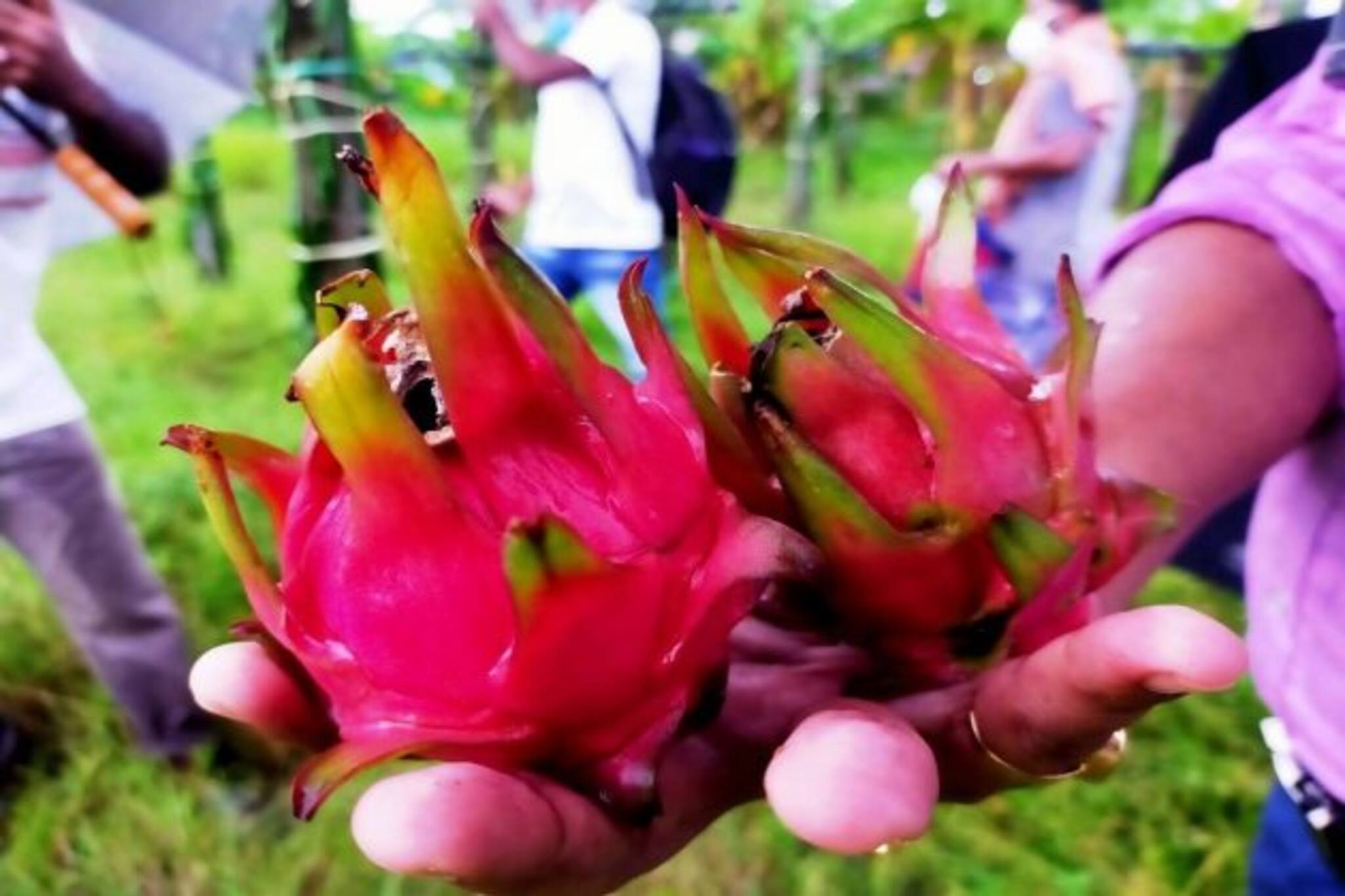 এবার ভাঙড়েও চাষ হচ্ছে ড্রাগন ফলের