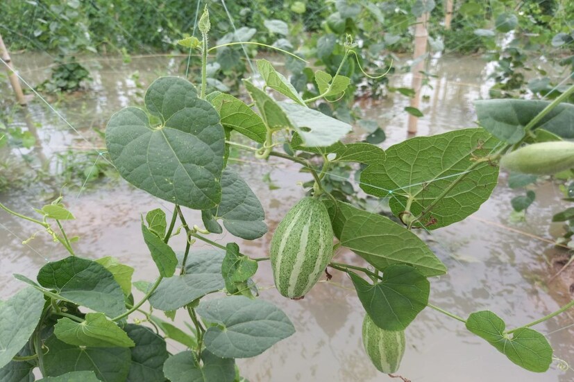 একদিকে বৃষ্টিপাত, অন্যদিকে করোনা অতিমারি, যার জেরে উৎপাদিত ফলন বাজারজাত করতে গিয়ে হিমশিম খাচ্ছেন চাষীরা। সব মিলিয়ে যখন ফসল নষ্ট হচ্ছে, তখন সংকটকালে তাঁরা কী করবেন, তা নিয়ে ভাবনার অন্ত নেই চাষিদের। চাষের পেছনে খরচ করেও দাম না পাওয়ায় দুশ্চিন্তাতেই পড়েছেন সবজি চাষীরা। এক কথায় চরম দুর্দশার মধ্যেই দিন কাটছে তাঁদের। আয় হারিয়ে কী ভাবে সংসার চলবে বুঝে উঠতে পারছেন না কেউ।