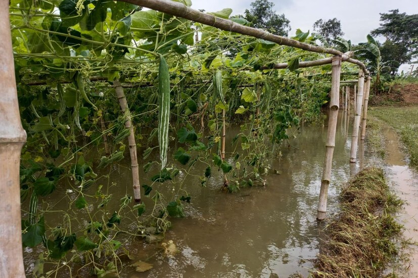 জলমগ্ন ক্ষেতে(Waterlogged farm land) ডুবছে উচ্ছে-বেগুন-পটল-মুলো সহ সব সবজিই, ডুবছে পূর্ব মেদিনীপুরের পটাশপুরের বিস্তীর্ণ এলাকা জুড়ে। একটানা বৃষ্টিতে এইসব অঞ্চলের সবজি চাষ (Vegetable field) ব্যাপক ক্ষতির মুখে পড়েছে। প্রবল বৃষ্টিপাতে পটাশপুরের বিস্তীর্ণ এলাকার সবজি চাষের জমিতে জল জমার কারনে পচে নষ্ট হওয়ার মুখে সবকিছুই। মাথায় হাত পড়েছে সবজি চাষীদের(Farmers Crisis)।