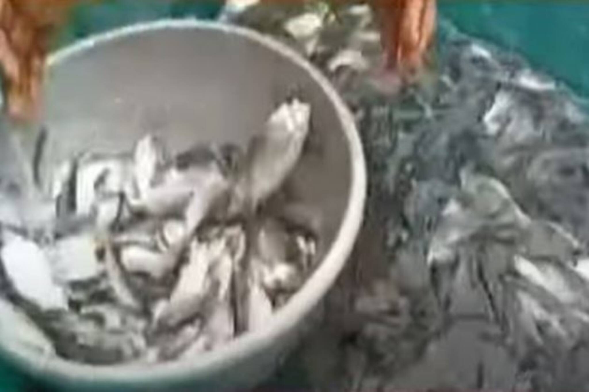 Video: চিনের ইউহানের মাছ এবার বাংলার পুকুরে! হলদিয়ায় চাষ করে তাক লাগিয়েছেন একদল মহিলা