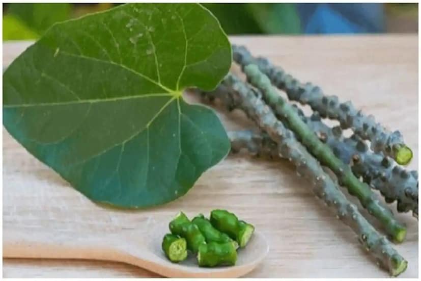 এই প্রসঙ্গে ৫ জন রোগীর চিকিৎসার বৃত্তান্ত সম্প্রতি তুলে ধরা হয়েছে। জানা গিয়েছে যে প্রথমজন দিনে এর ১০-১২টি শিকড় দারচিনি এবং লবঙ্গের সঙ্গে ফুটিয়ে খেতেন। তিনি কোনও কো-মর্বিটি ছাড়াই জন্ডিস নিয়ে ভর্তি হয়েছিলেন হাসপাতালে। এর পর তাঁকে পরীক্ষা করতে গিয়ে দেখা যায় যে লিভার গুরুতর ভাবে ক্ষতিগ্রস্ত হয়েছে। 