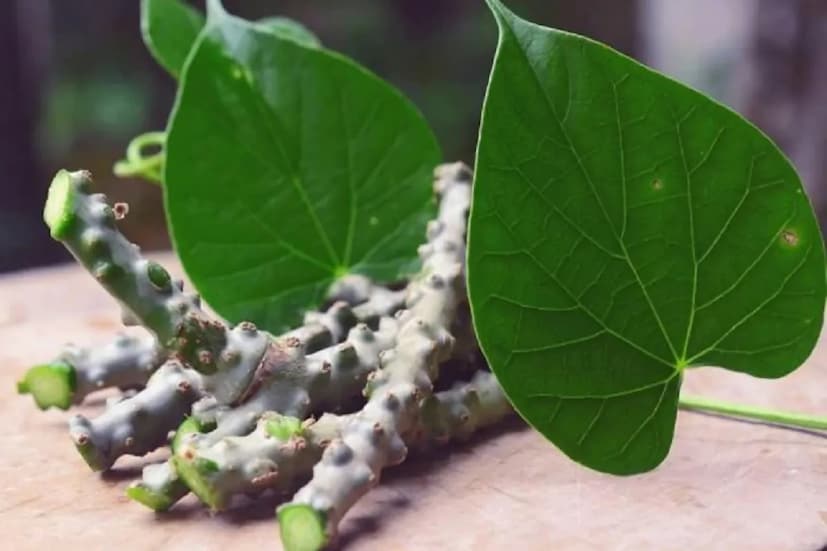 ভারত সরকারের আয়ুষ মন্ত্র (Ministry of Ayush) কিন্তু সতর্ক করে দিতে ভোলেনি। সাফ জানানো হয়েছে যে টাইনোস্পোরা কর্ডিফোলিয়া (Tinospora Cordifolia), সংক্ষেপে TC, যা গুড়ুচি (Guduchi) বা গিলয় (Giloy) নামেও সুপরিচিত, তা চিকিৎসকদের পরামর্শ ছাড়া গ্রহণ করা উচিত নয়। তার পরেও দেখা যাচ্ছে যে করোনাকালে ইমিউনিটি বাড়ানোর চেষ্টায় অনেকেই এর অতিরিক্ত সেবনে পড়েছেন বিপদে, গুরুতর লিভারের অসুখ নিয়ে তাঁদের হাসপাতালে ভর্তি হতে হয়েছে। কী ভাবে প্রকাশ্যে এসেছে এই তথ্য?