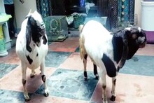 ৪ লাখি ছাগল! নিত্যদিনের ডায়েট চার্ট জানলে লজ্জায় পড়বেন বলি-টলি তারকারা!