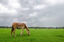 হেস্টিংসের অসুস্থ-অভুক্ত ঘোড়াদের পাশে রাজ্য বন দফতর! দায়িত্ব নিল ১৩০টি ঘোড়ার... হেস্টিংসের অসুস্থ-অভুক্ত ঘোড়াদের পাশে রাজ্য বন দফতর! দায়িত্ব নিল ১৩০টি ঘোড়ার...
