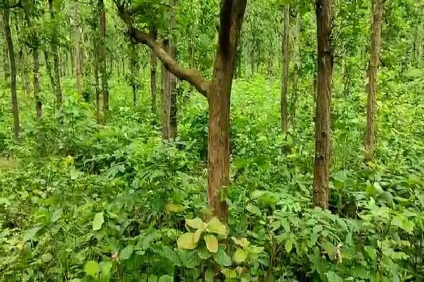 বর্তমানে দিন দিন বেড়ে চলেছে নিত্য প্রয়োজনীয় জিনিসের দাম। তার মধ্যে আকাশছোঁয়া দাম ভোজ্যতেলের। সরষের তেল বাজারে ১৯০ থেকে ২১০ টাকা প্রতি লিটার ও রাইসব্যান্ড অয়েল বা সয়াবিন তেল বিক্রি হচ্ছে ১৭৫ থেকে ১৮৫ টাকা প্রতি লিটার দরে। ফলে এইসময়ে জঙ্গল থেকে কুড়িয়ে আনা মহুয়া বীজের তেল কিছুটা হলেও স্বস্তি দিচ্ছে আদিবাসী সম্প্রদায়ের মানুষদের। তাঁরা মহুয়ার তেলেই মুখরোচক ভাজাভুজি খাবার থেকে শুরু করে অল্পস্বল্প রান্নাবান্নাও সেড়ে ফেলছেন। পাশাপাশি গায়ে মাখার জন্যও তারা এই তেল ব্যবহার করছেন।