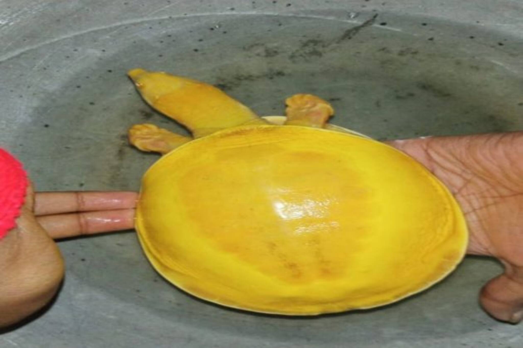 Rare Turtle Rescued : হলুদ গা, হলুদ খোলস! খেজুরিতে বিরলতম কচ্ছপ ঘিরে শোরগোল...