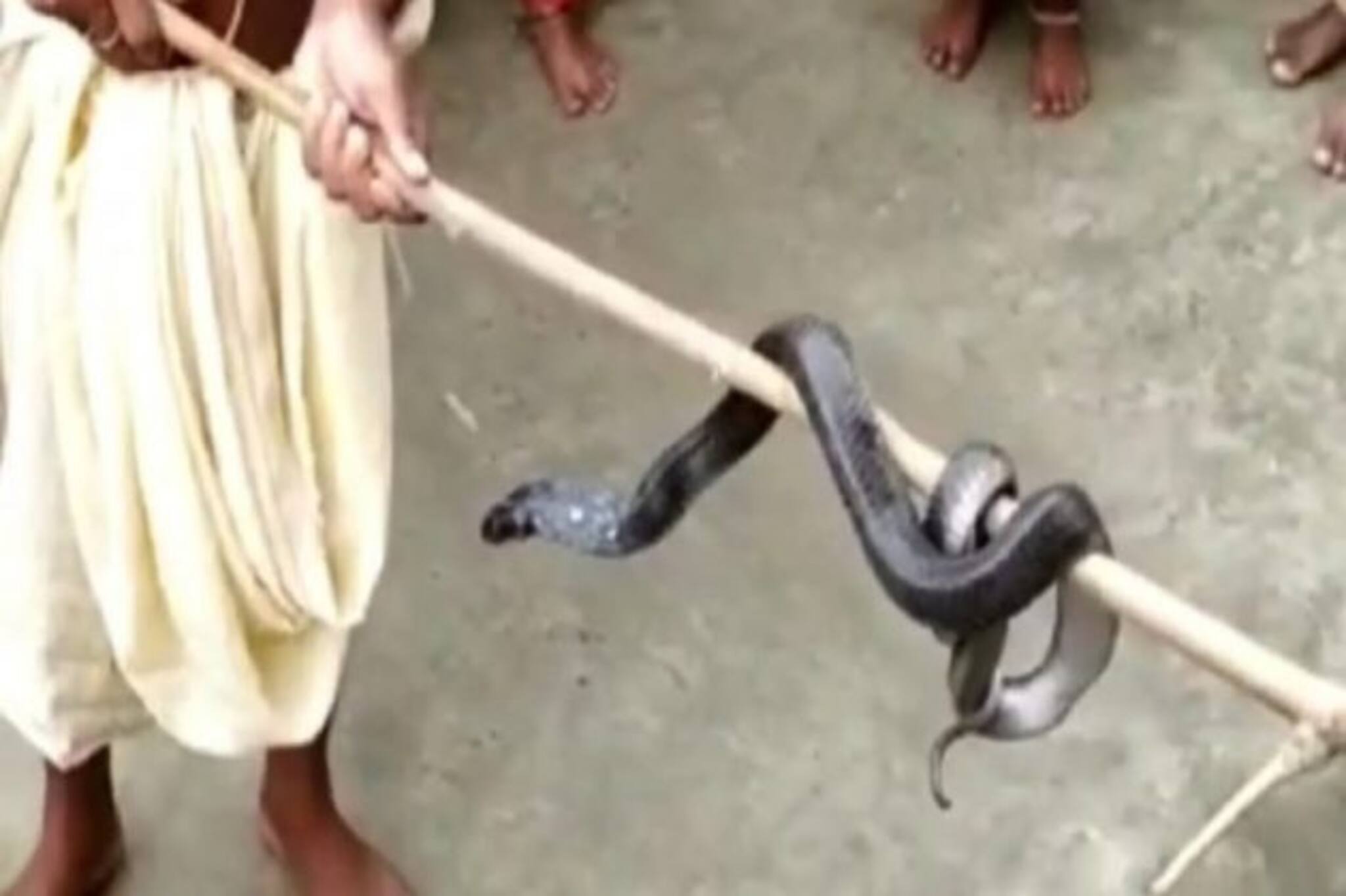 Snake bite| এখানে দেবীজ্ঞানে জ্যান্ত বিষধরের পুজো আজও, সাপে-মানুষে সহাবস্থান যুগ যুগ ধরে