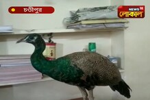 বাড়িতে দীর্ঘদিন ধরে পোষা হচ্ছিল, চন্ডিপুরে উদ্ধার ময়ূর বাড়িতে দীর্ঘদিন ধরে পোষা হচ্ছিল, চন্ডিপুরে উদ্ধার ময়ূর