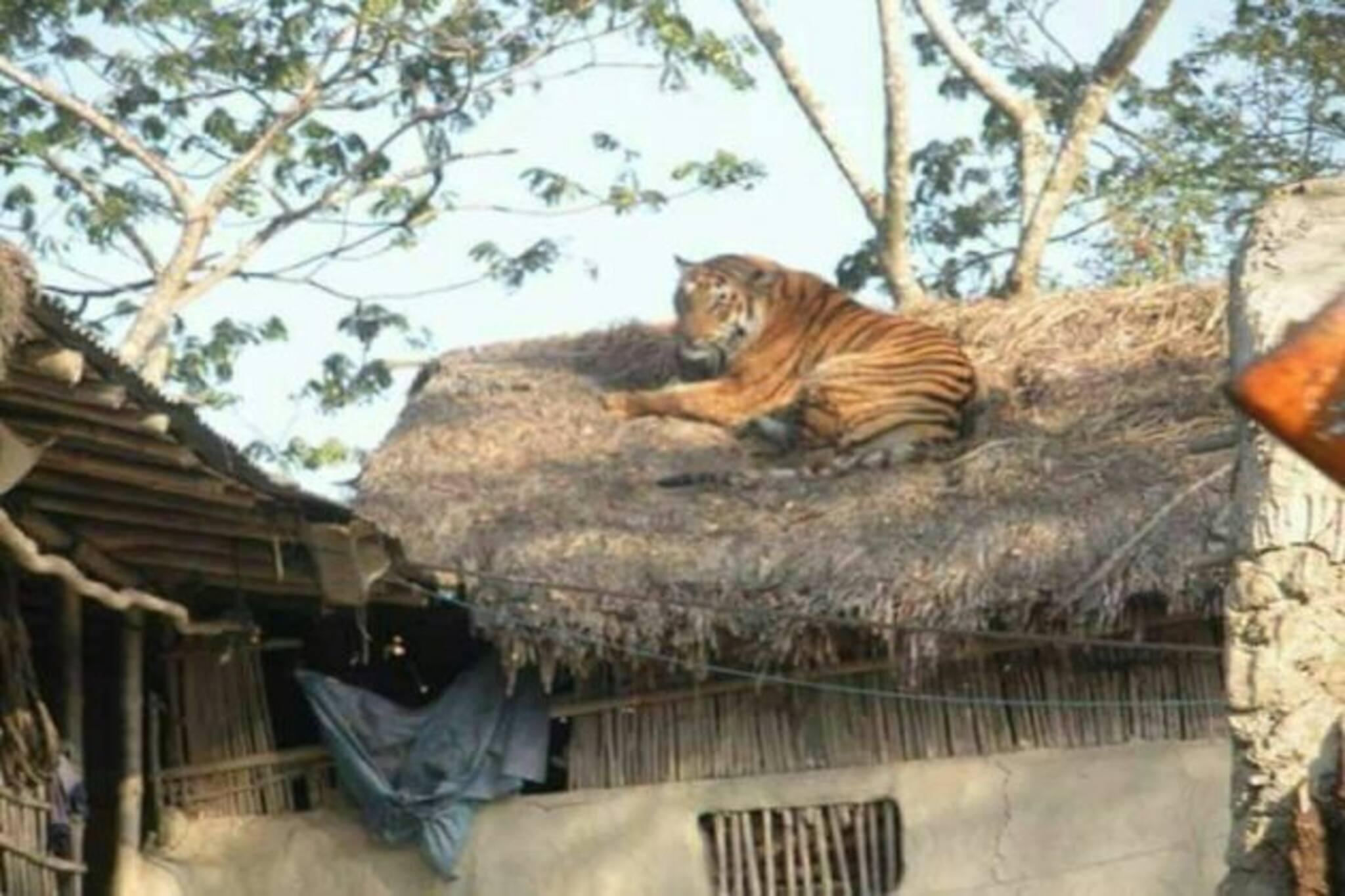 Sundarban: সাতদিনে সাত জন বাঘের পেটে, সুন্দরবনে প্রাণের বিনিময়ে মেলে ছাগল!