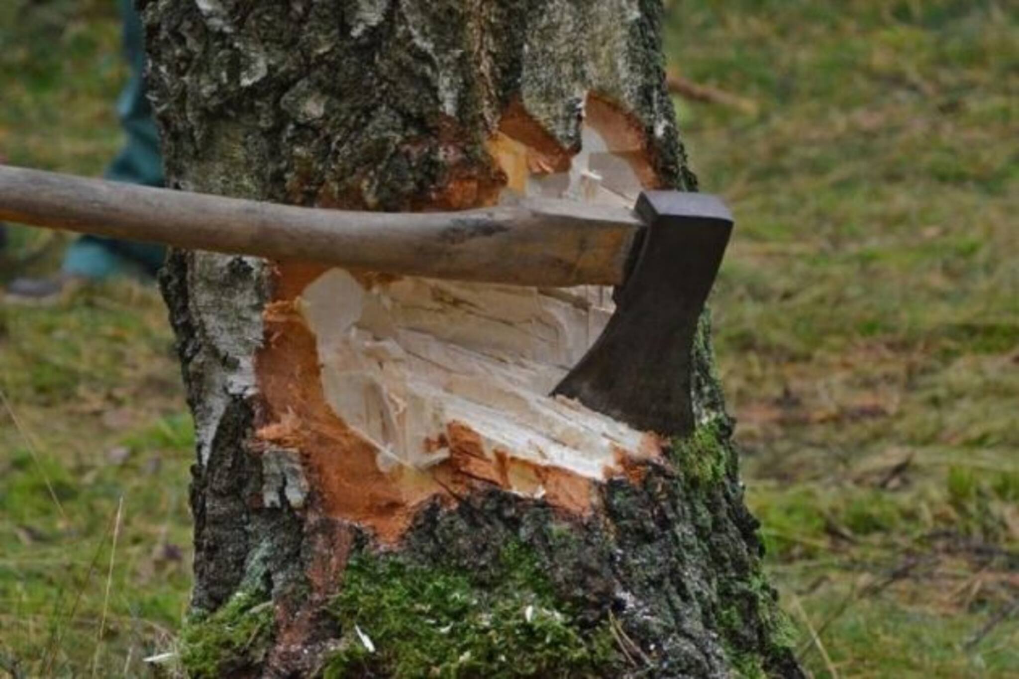 Tree Cutting: রাস্তার পাশ থেকে উধাও ২ হাজার গাছ! ডাক পড়ল পঞ্চায়েত প্রধানের