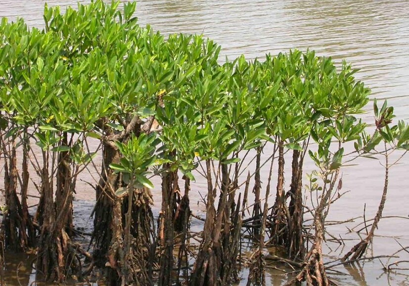 সম্প্রতি ইয়াসে সুন্দরবন অঞ্চলের একাধিক ম্যানগ্রোভ ক্ষতিগ্রস্ত হয়েছে। রাজ্য বন দফতর সূত্রে খবর আমফানের পর সুন্দরবনের যে আড়াই হাজার হেক্টর জমিতে ম্যানগ্রোভ রোপণ করা হয়েছিল ইয়াসে সেই ম্যানগ্রোভ হারিয়ে গিয়েছে। যদিও বারবার বিভিন্ন প্রাকৃতিক দুর্যোগে সুন্দরবনকে বাঁচাচ্ছে এই ম্যানগ্রোভই। সম্প্রতি এই ম্যানগ্রোভ জঙ্গল আবার গড়ে তুলতে উদ্যোগ নিয়েছেন মুখ্যমন্ত্রী মমতা বন্দ্যোপাধ্যায়।