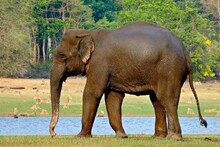 হাতিকে উত্যক্ত করতে গিয়ে পাল্টা হামলায় আহত শালবনীর যুবক