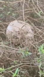 উদ্ধার হওয়া খুলি