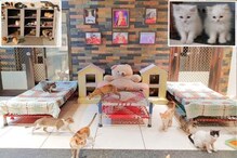 Cat Garden: মনিবের মন, বাড়িতেই তৈরি হল ২০০ বিড়ালের বাগান! তাজ্জব হয়ে যাবেন দেখলে... Cat Garden: মনিবের মন, বাড়িতেই তৈরি হল ২০০ বিড়ালের বাগান! তাজ্জব হয়ে যাবেন দেখলে...