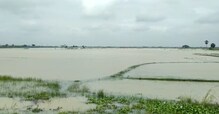 জমির জল না নামায় সবজি চাষে ব্যাপক ক্ষতির আশঙ্কা জমির জল না নামায় সবজি চাষে ব্যাপক ক্ষতির আশঙ্কা