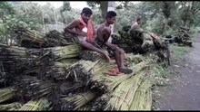 পর্যাপ্ত বৃষ্টির ফলে জলাশয় গুলোতে পরিপূর্ণজল থাকায় শুরু হয়ে গেছে পাট পঁচানো