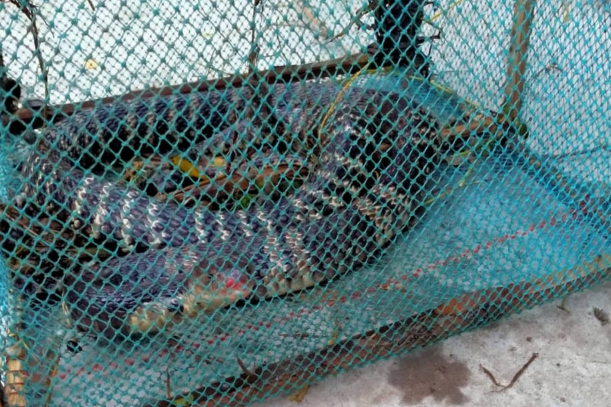 জেলায় বাড়ছে সাপের কামড় ! মৃত্যু আটকাতে ওঝা নয়, সঠিক চিকিৎসার দরকার