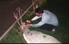 জাতীয় সড়কে বারবার দুর্ঘটনার কবলে পড়েছে গরু