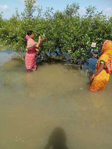 শুধু তাই নয় মুখ্যমন্ত্রীর নির্দেশে ম্যানগ্রোভের এই চারা তৈরির জন্য বনবাসীদের নিয়ে তৈরি স্বনির্ভর গোষ্ঠীকেও কাজে লাগানো হচ্ছে। বিশেষজ্ঞদের কথায় ম্যানগ্রোভ রোপণ করতে হবে সেপ্টেম্বরে বর্ষার শেষদিকে। ডিসেম্বরের মধ্যেই রোপনের কাজ শেষ করে ফেলতে হবে। দক্ষিণ ২৪ পরগনার সাগর, নামখানা, কাকদ্বীপ,পাথরপ্রতিমা, রায়দিঘি, কুলতলি,বাসন্তী, গোসাবার ২৩৫২ হেক্টর জমিতে রোপণ করা হবে ম্যানগ্রোভ।