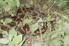 বিশালাকার ময়াল উদ্ধার করল গ্রামবাসীরা