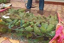 বিশেষ অভিযানে দুর্গাপুরে উদ্ধার ১০০০ টি পাহাড়ি টিয়া পাখি