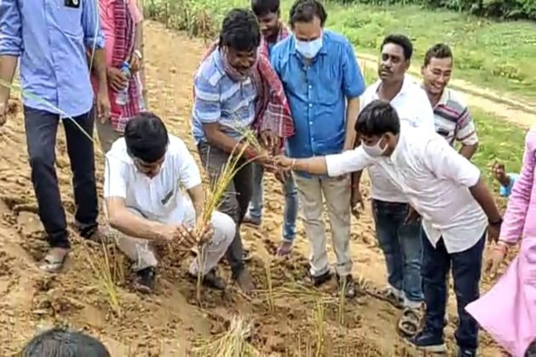 অজয় নদের বাঁধের ভূমিক্ষয় রুখতে নানুরে লাগানো হচ্ছে ভাটিভার ঘাস