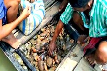 করোনা কালে কমেছে কাঁকড়ার দাম, মাথায় হাত সুন্দরবনের মৎস্যজীবীদের