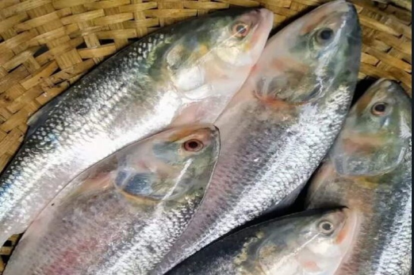 এই মরশুমে ইলিশের যোগান কম বলে ইলিশ প্রেমীদের হা-হুতাশ শোনা যাচ্ছিলো ইদানীং বেশ। যোগান কম হওয়াতে চড়চড়িয়ে বাড়ছে দাম। কিছুটা হলেও সত্যিও বটে তা। কিন্তু অনলাইনে ঘরে বসে ইলিশ পাওয়ার সুযোগ মিলতেই লাফিয়ে দেদার ইলিশ বুকিংকরছেন আর খাচ্ছেন সাধারণ মানুষ। ফলে অনলাইনে আরও বেশি করে ইলিশের বৈচিত্র্য রাখার কথা ভাবছেন উদ্যোক্তারা।