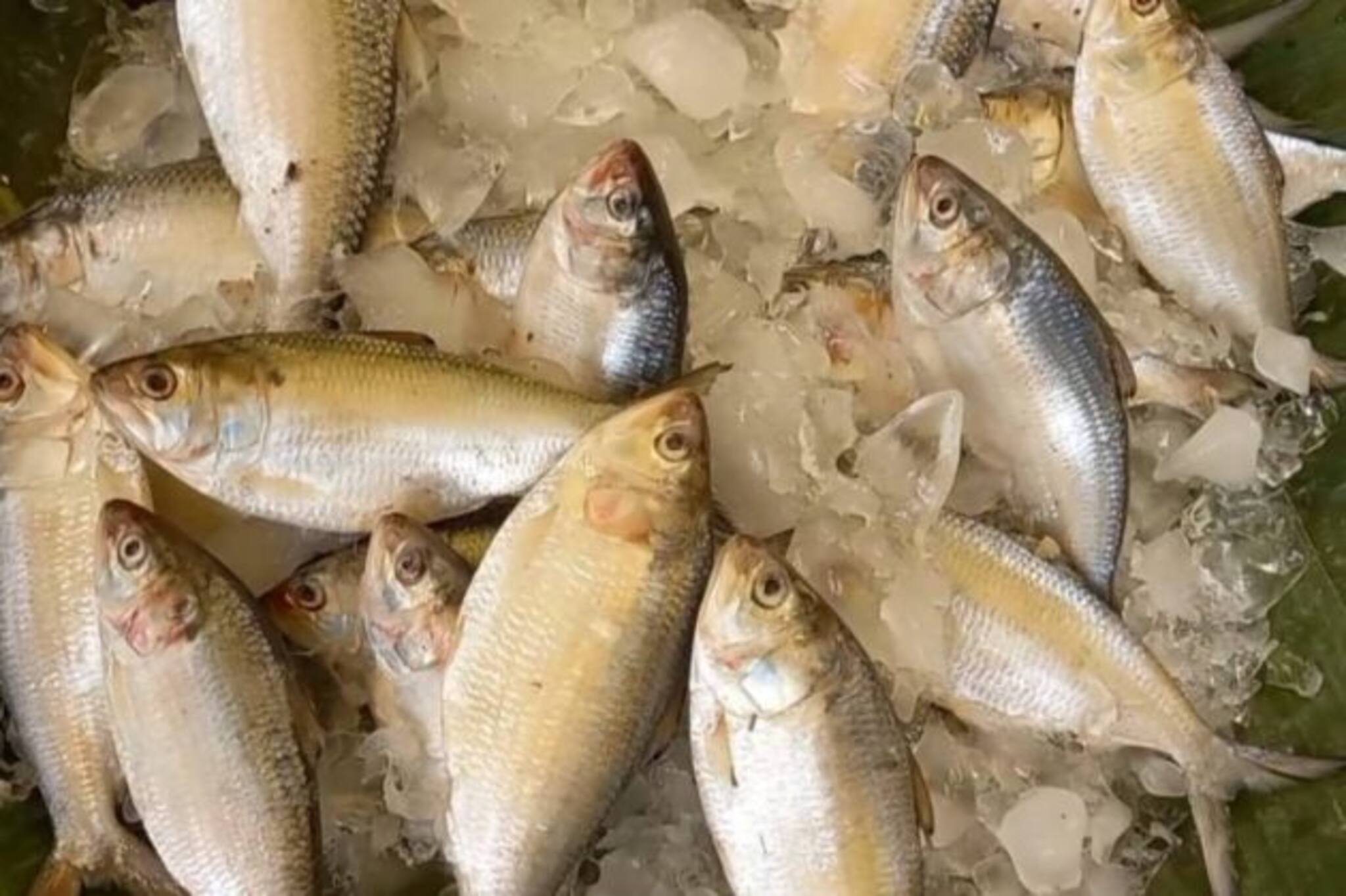 Hilsa Price : আকাশছোঁয়া দামে অধরা রুপোলি ইলিশ, অসম্পূর্ণ বর্ষামঙ্গলে মনমরা বাঙালি