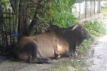 রাতের অন্ধকারে জমির ফসল তছনছ, ষাঁড়ের তাণ্ডবে মাথায় হাত কৃষকদের রাতের অন্ধকারে জমির ফসল তছনছ, ষাঁড়ের তাণ্ডবে মাথায় হাত কৃষকদের