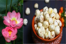 ওজন না বাড়িয়ে মুচমুচে স্বাদে পেট ভরাতে চান? ডায়েটে রাখুন পদ্মবীজ