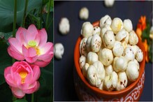 ওজন না বাড়িয়ে মুচমুচে স্বাদে পেট ভরাতে চান? ডায়েটে রাখুন পদ্মবীজ ওজন না বাড়িয়ে মুচমুচে স্বাদে পেট ভরাতে চান? ডায়েটে রাখুন পদ্মবীজ