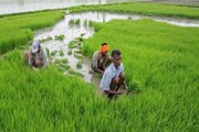 কৃষকদের প্রতি মাসে ৩০০০ টাকা দেবে সরকার, করতে হবে সামান্য একটা কাজ