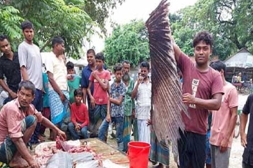 নদীতে এ কী ধরা পড়ল! বাংলাদেশের জামালপুরের সরিষাবাড়ীতে আওনা ইউনিয়নের জগন্নাথগঞ্জ পুরাতন ঘাটে যমুনা নদীতে ৪৬ কেজি ওজনের একটি সামুদ্রিক মাছ ধরা পড়ে। মাছটিকে আগে কখনও ওই অঞ্চলের মানুষ দেখেননি। স্থানীয় মৎস্য বিশেষজ্ঞরা মাছটিকে ভারত-প্রশান্ত মহাসাগরীয় সেইল ফিশ বলছেন। 