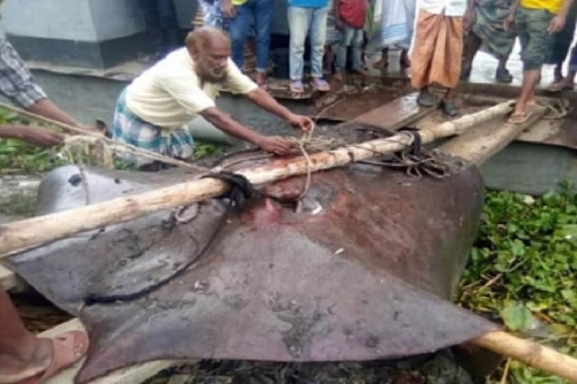 রবিবার ভোরে দৌলতদিয়া ফেরিঘাট এলাকার জেলে ইসহাক সরদারের জালে মাছটি ধরা পড়ে। রাজবাড়ীরই এক ব্যবসায়ীর কাছে আট হাজার টাকা মন দরে মাছটি বিক্রি করে দেন ওই জেলে। উৎসুক মানুষ মাছটি দেখতে ভিড় করেন বাজারে।