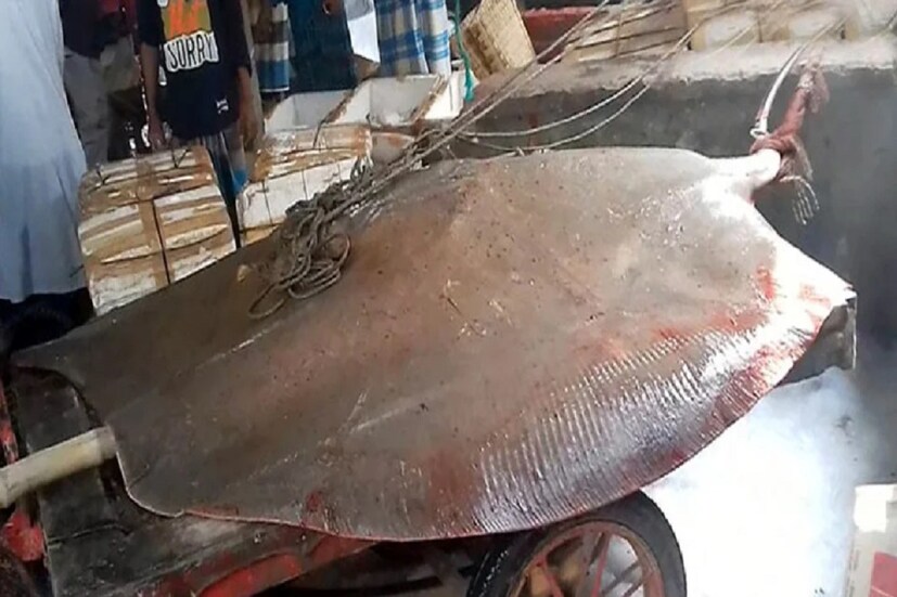 স্থানীয় মৎস্যজীবী বাবু সরদার জানিয়েছেন, এদিন ভোরে দৌলতদিয়ার ৭ নম্বর ফেরিঘাটের কাছে জাল ফেলার পর অপেক্ষায় বসেছিলেন তাঁরা। কিন্তু জালটি টেনে তোলার সময়ই ভারী লাগে তাঁর। নৌকায় থাকা ছয় থেকে সাতজন মিলেও জাল টেনে তুলতে পারছিলেন না বলে জানিয়েছেন ওই মৎস্যজীবী। 