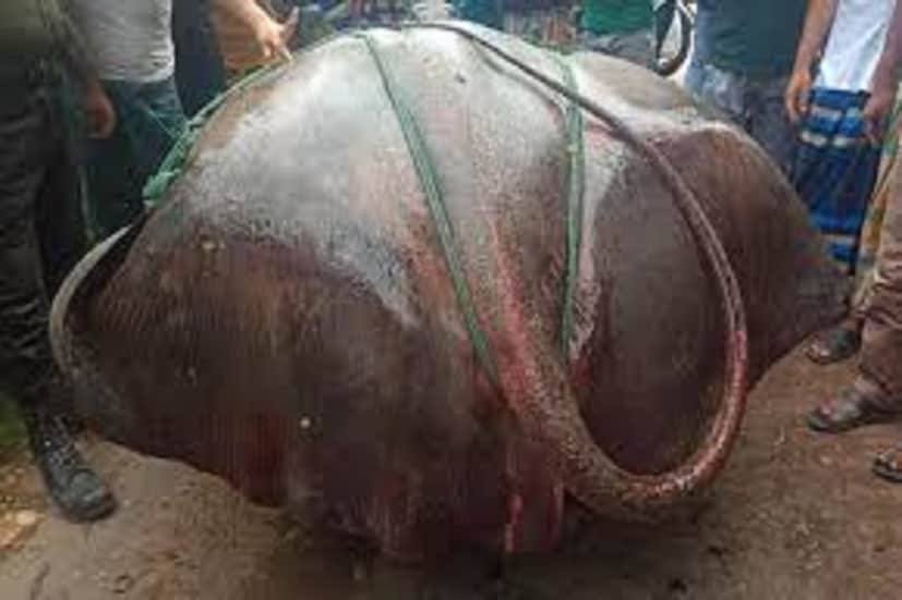 মাছটির ওজন ৪১০ কেজি। সেই হিসাবে শাপলা পাতা মাছটির ওজন হয়েছে ১০ মণের একটু বেশি। তবে শাপলা পাতাজাতীয় মাছ এই অঞ্চলে দেখা যায় না বলেই জানিয়েছেন মৎস্যজীবীরা। বেশ কয়েক বছর পর ‘শাপলা পাতা’ মাছ ধরা পড়ল এই এলাকায়। ১০ থেকে ১২ বছর আগে একবার এত বড় একটি মাছ ধরা পড়েছিল বলে জানিয়েছেন তাঁরা।