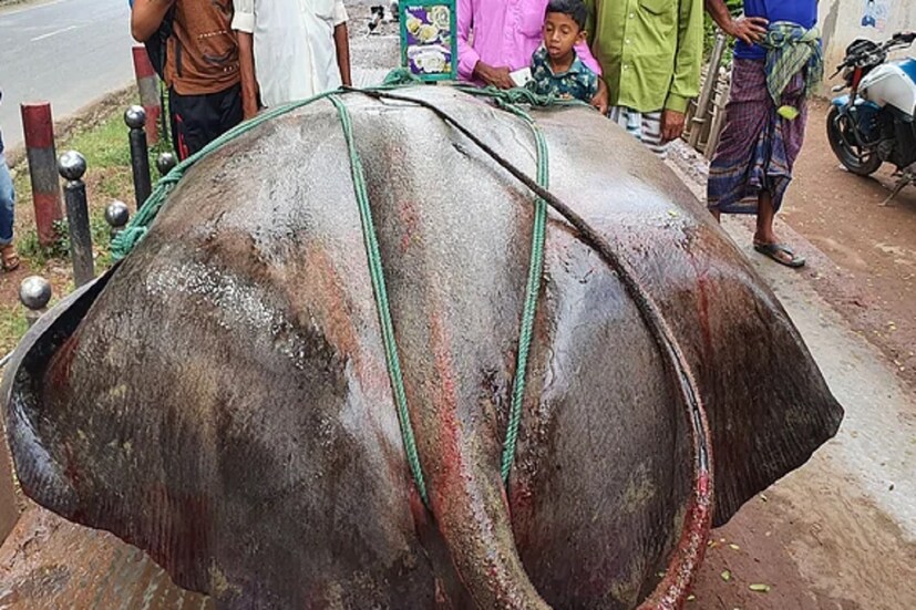 বাংলাদেশের রাজবাড়ীর গোয়ালন্দ উপজেলার দৌলতদিয়ায় পদ্মা নদীতে জেলেদের জালে ধরা পড়ল বিশাল আকৃতির একটি মাছ। মাছটিকে স্থানীয় মানুষজন ‘শাপলা পাতা’ মাছ বলে ডাকেন। 