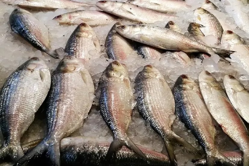 সেখানেই একটি হিসেব দিয়ে জানানো হয়, অনলাইনে ১০ থেকে ২৪ অগাস্ট পর্যন্ত ১৫ দিনে ৩৩ জন নারী-পুরুষ উদ্যোক্তা এই সাফল্য অর্জন করেছেন। মোট ৮২ লক্ষ ৫ হাজার টাকার ইলিশ বিক্রি করেছেন। এখনও চাঁদপুরের তাজা ইলিশের অর্ডার আসতেই থাকছে বিভিন্ন প্রান্ত থেকে। কিন্তু সেই হারে ইলিশ না পাওয়ায় এবং তাতে দাম বেশি থাকায় দিতে পারছেন উদ্যোক্তরা। পাশাপাশি ইলিশের ডিম, ইলিশের আচারও বানিয়ে বিক্রি করছেন উদ্যোক্তারা।