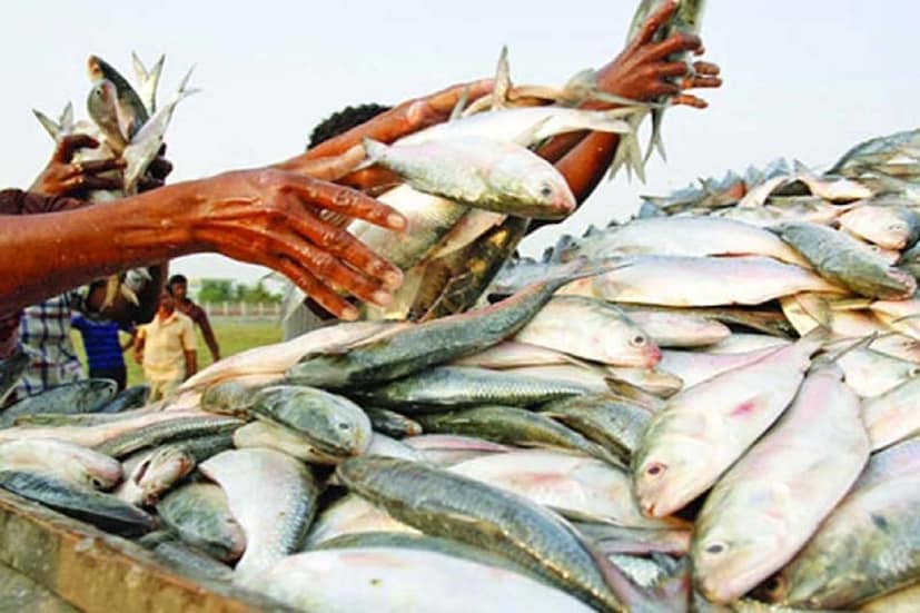 মিষ্টি জল ছাড়া ডিম পারে না ইলিশ : বিশেষজ্ঞরা বলছেন, ডিম পাড়ার জন্য ইলিশ খোঁজে মিষ্টি জল। আর সেইজন্যেই তারা ঝাঁকে ঝাঁকে গঙ্গায় আসে। কিন্তু দূষণের ফলে গঙ্গায় লবণের মাত্রা অত্যাধিক বেড়ে যাওয়ার কারণেই ইলিশ এখন গঙ্গার মোহনায় এসেও লবণের মাত্রা দেখে ফিরে যাচ্ছে ওপার বাংলার দিকে।