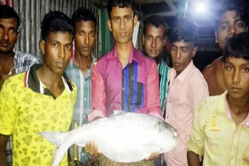 দেখাতেও সুখ, সবচেয়ে বড় ইলিশ মাছটি কোথায় মিলেছিল জানেন? দাম পড়েছিল... দেখাতেও সুখ, সবচেয়ে বড় ইলিশ মাছটি কোথায় মিলেছিল জানেন? দাম পড়েছিল...